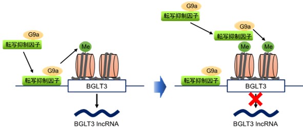 鎌状赤血球症の新しい治療薬候補を開発~ヒストンメチル化酵素G9aの